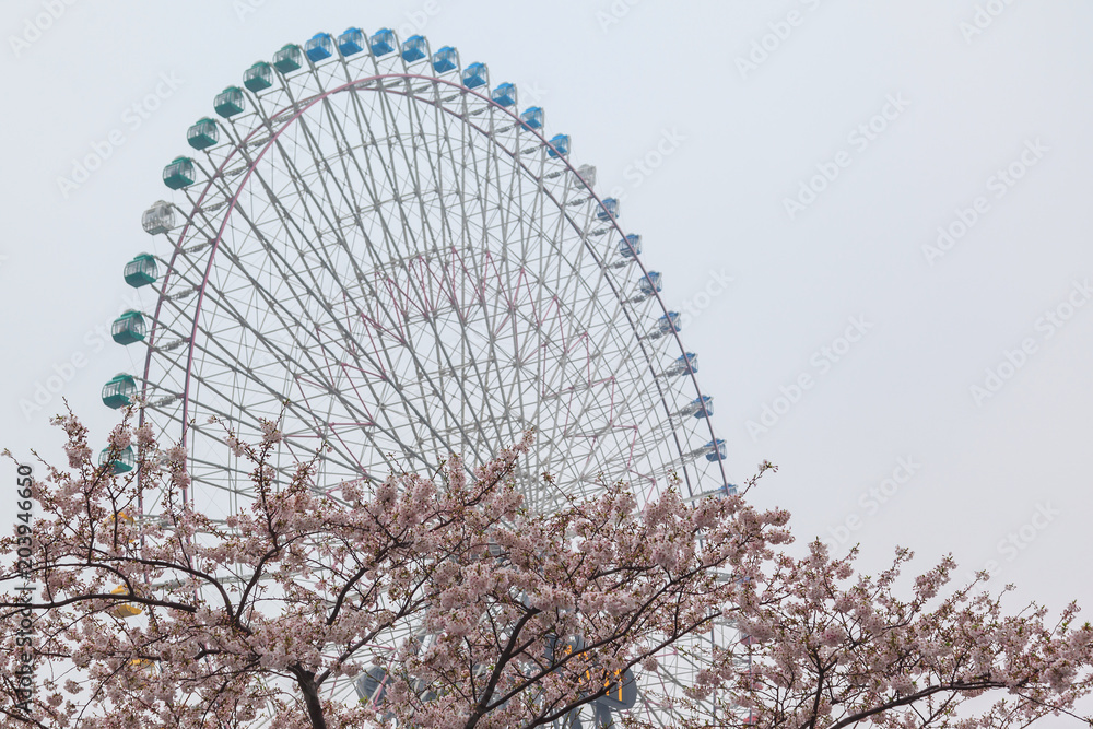Sakura season or Hanami, abstract cherry blossom background at Yokohama city, Japan Sakura season or Hanami, abstract cherry blossom background at Yokohama city, Japan