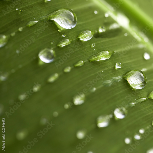 Gros plan de gouttes d'eau de pluie, sur une feuille verte. Arrière-plan vert naturel format carré concept de protection de l'environnement.