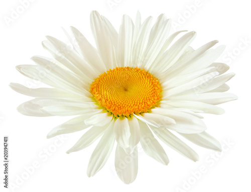 bud of a daisy flower with white petals isolated on white background with clipping path