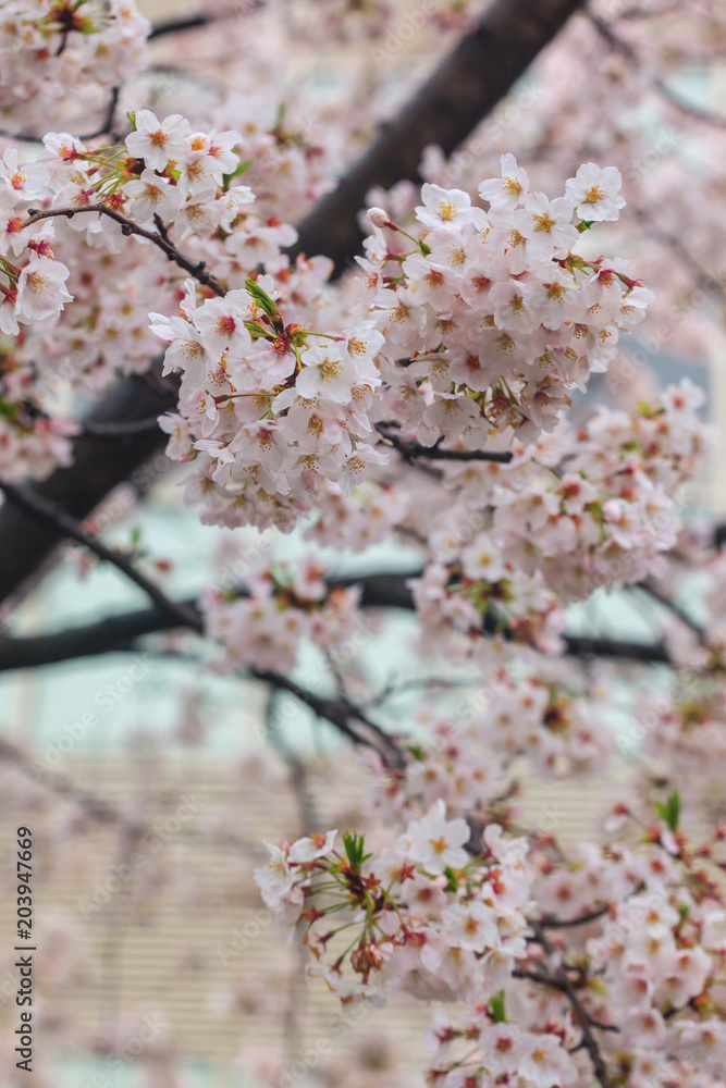 Cherry blossom, Sakura flower close up in spring season at Yokohama, Japan Cherry blossom, Sakura flower close up in spring season at Yokohama, Japan