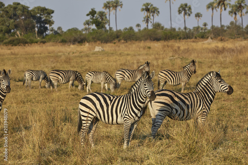Zebra  Zebraherde  Steppe  W  stengras  Botswana Namibia Simbabwe