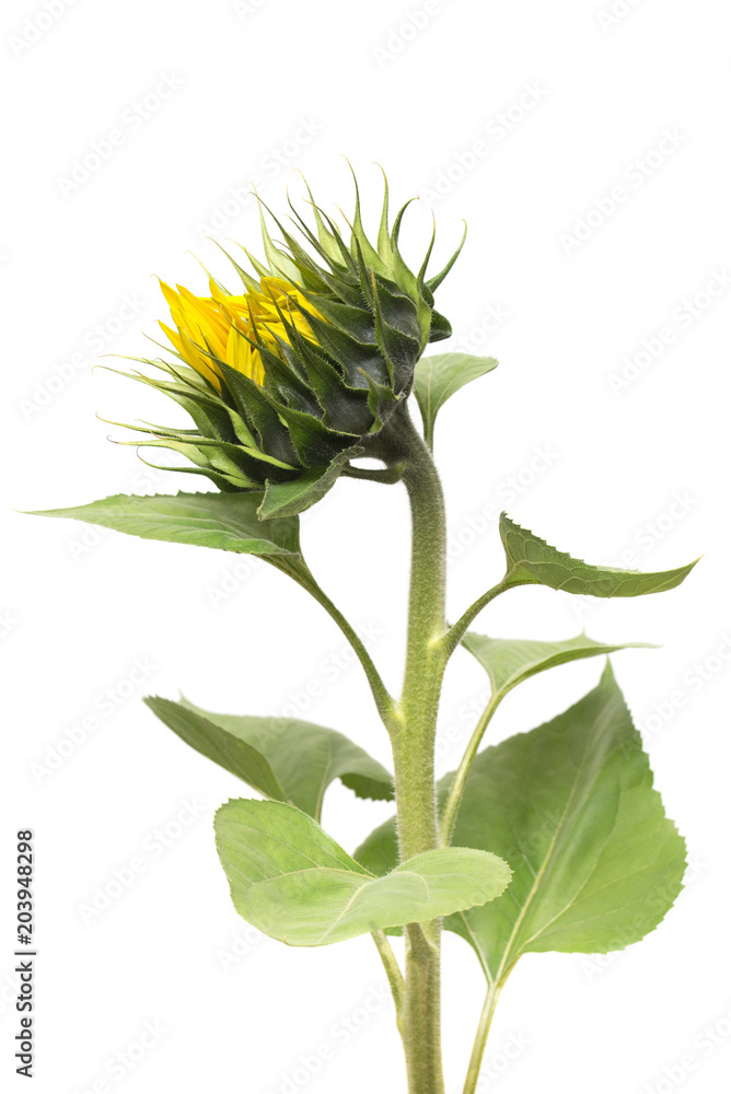 Closed sunflower isolated on white background. Flower. Flat lay