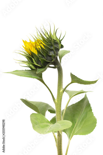 Closed sunflower isolated on white background. Flower. Flat lay, top view