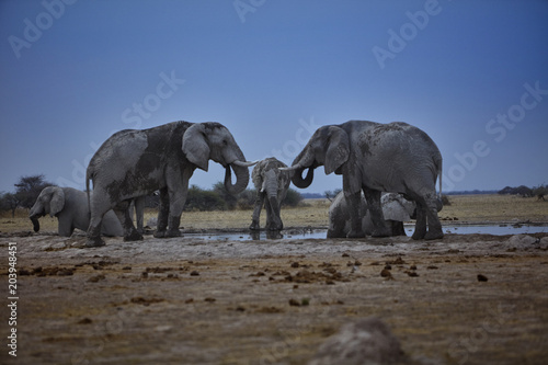 Elefanten beim Baden  Elefantenbullen  Wasserstelle  Safari  Botswana Namibia Simbabwe