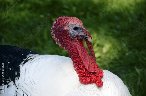 Turkey animal : close up