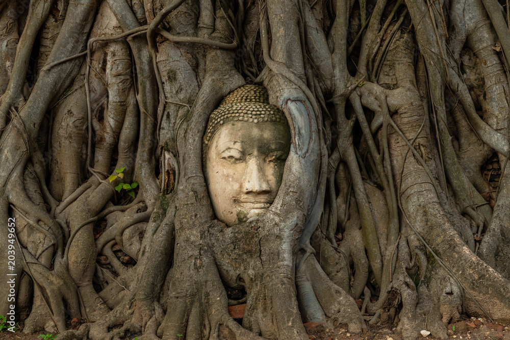 Buddha head embedded in a Bodhi tree Buddha head embedded in a Bodhi tree