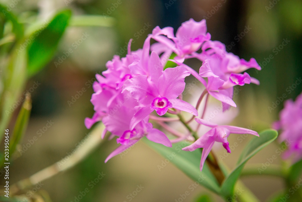 Orquídeas Orquídeas