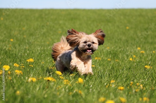 Schilderij op canvas sweet lhasa apso is running on a field with dandelions