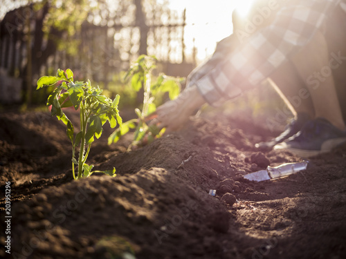 close up gardener hands working planting beds during sunset