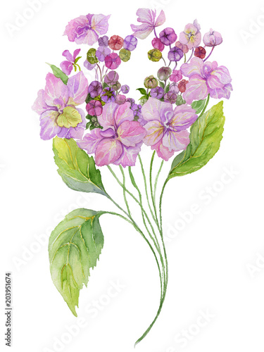 Delicate spring floral illustration. Beautiful lilac hydrangea (flowers on a ...