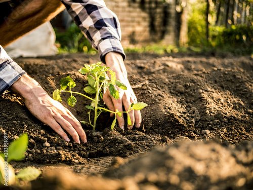 person planting young tomato seedlings in the prepared soil with scoop