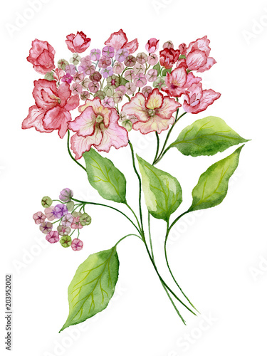 Delicate spring floral illustration. Beautiful pink hydrangea (flowers on a twig with green leaves) isolated on white background. Watercolor painting.