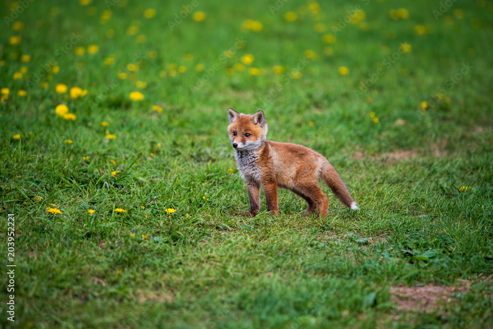 Jumping red fox. Running Red Fox, Vulpes vulpes, at green forest. Wildlife scene from Europe. Orange fur coat animal in the nature habitat. Action scene with red fox. Beautiful fox in the forest. Jumping red fox. Running Red Fox, Vulpes vulpes, at green forest. Wildlife scene from Europe. Orange fur coat animal in the nature habitat. Action scene with red fox. Beautiful fox in the forest.