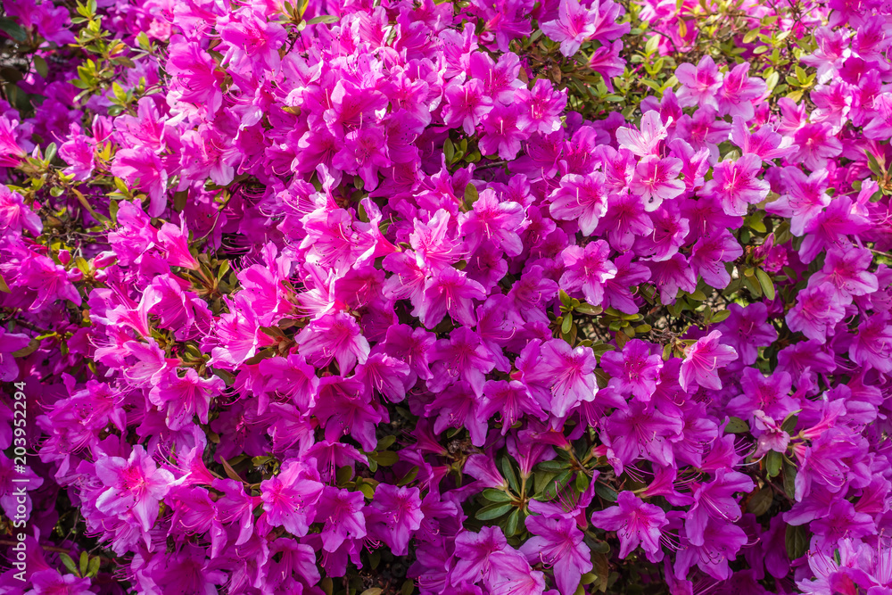 Fototapeta premium Background Pink Azaleas