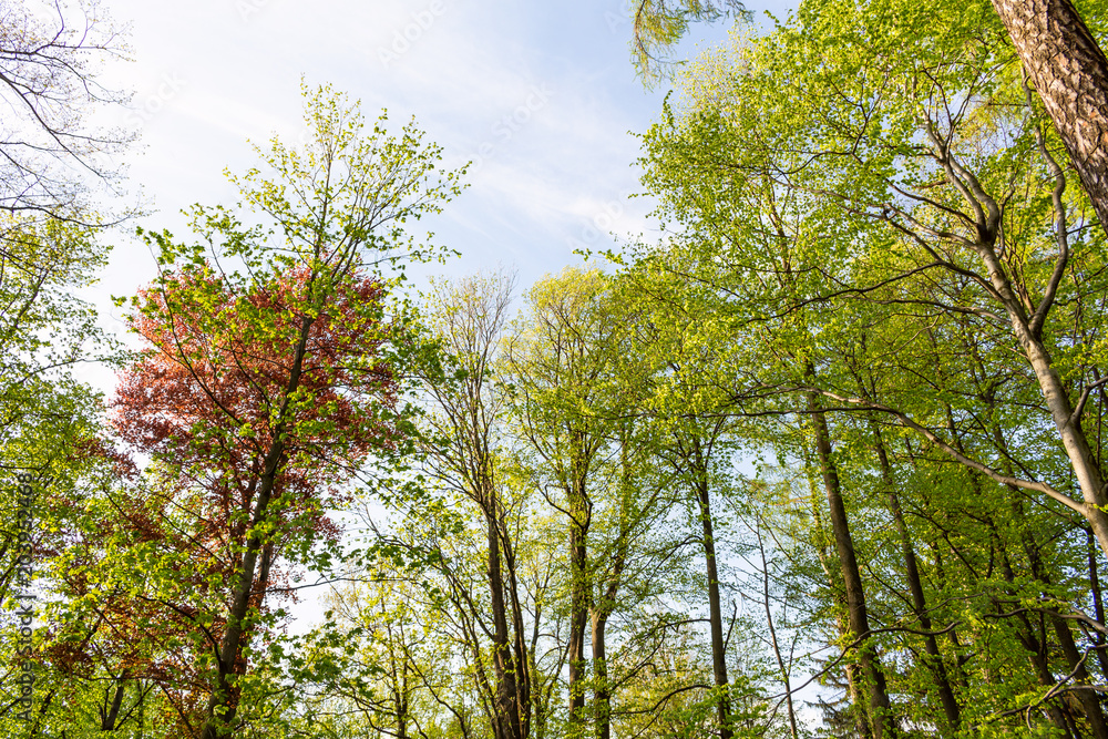 summer nature. sunlight in trees of green forest summer nature. sunlight in trees of green forest