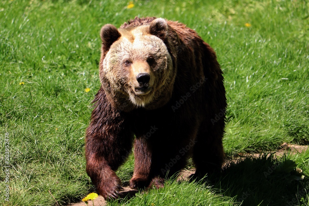 brown bear (ursus arctos) in springtime brown bear (ursus arctos) in springtime