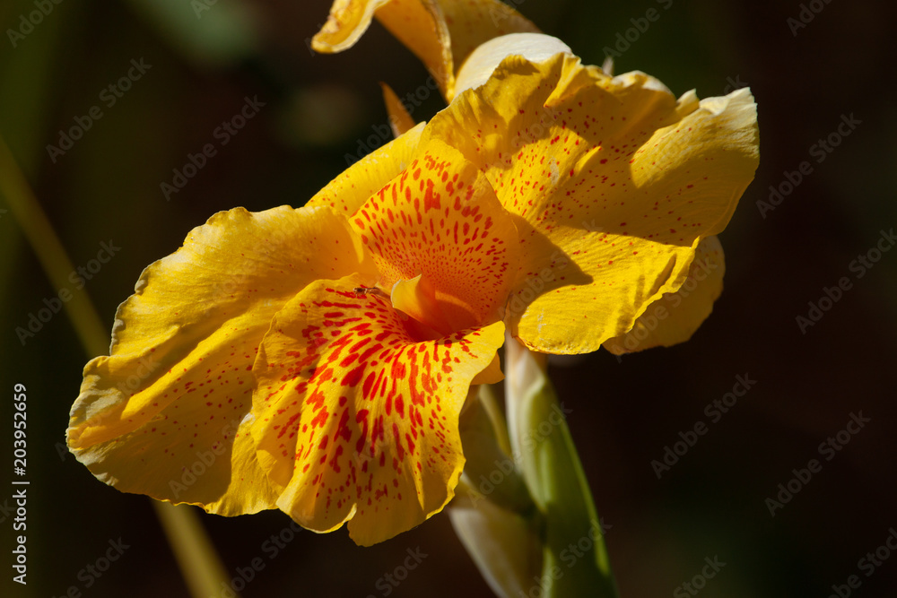 Fototapeta premium Canna lily flower.