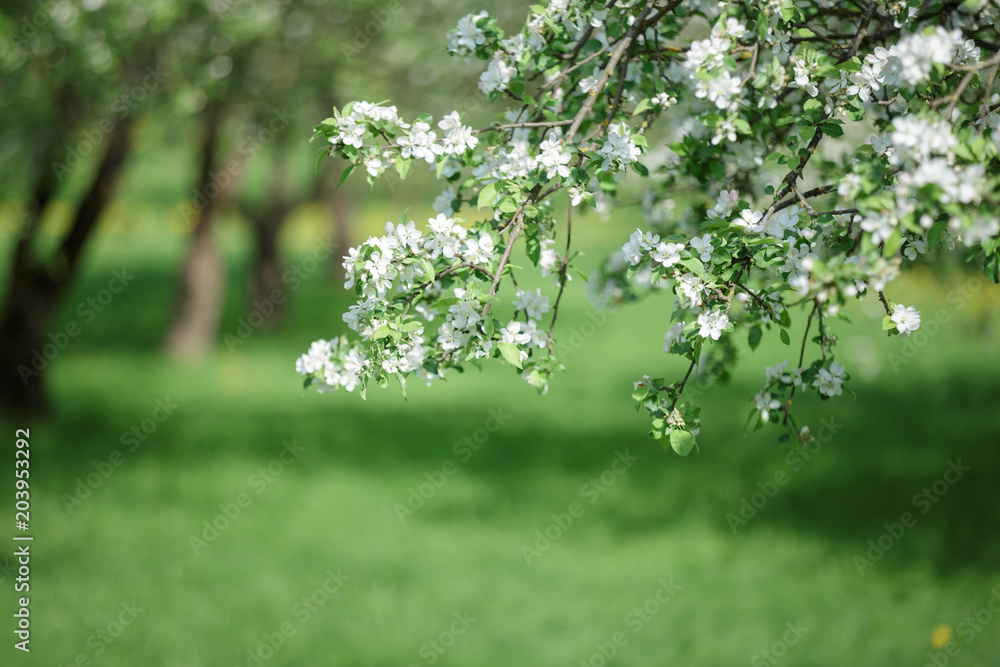 Fototapeta premium spring green blossom tree