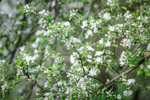 spring green blossom tree