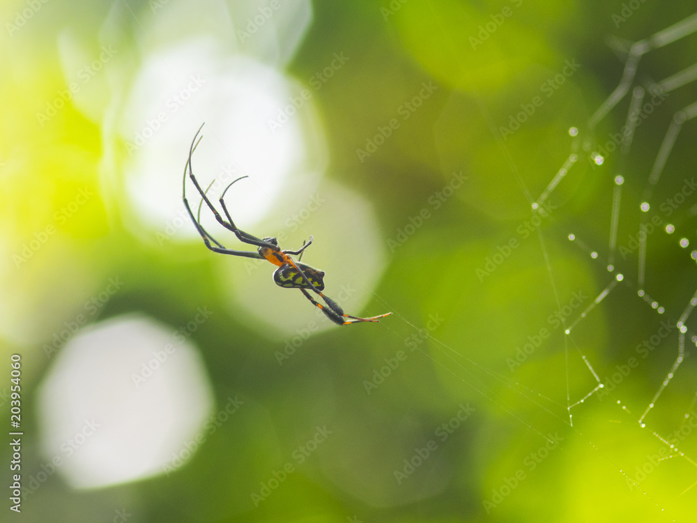 Spider on the Cobweb in green background Spider on the Cobweb in green background
