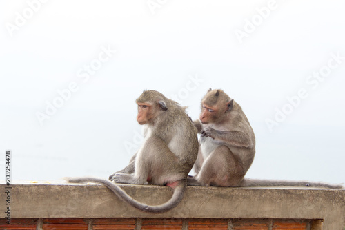 Monkey couple sitting on the concrete and passionate, feeling in love.