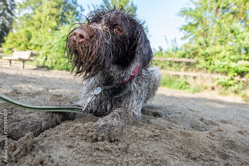 Louie the German wirehaired pointer is soaked, sandy and ready to run... photo