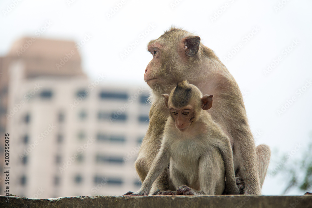 Naklejka premium baby monkey and mother monkey sitting on the concrete or cement.