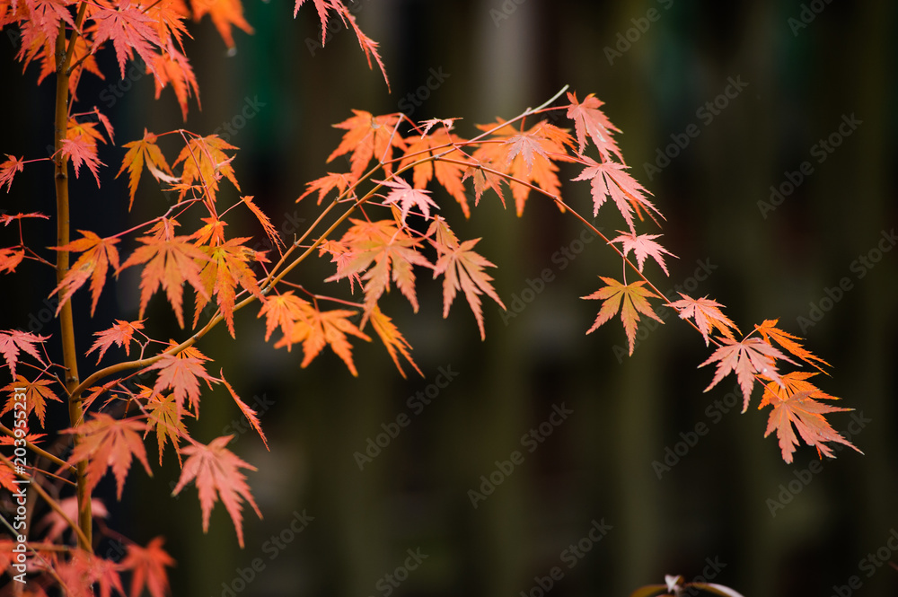 Beautiful autumn background, red maple foliage in japan Beautiful autumn background, red maple foliage in japan