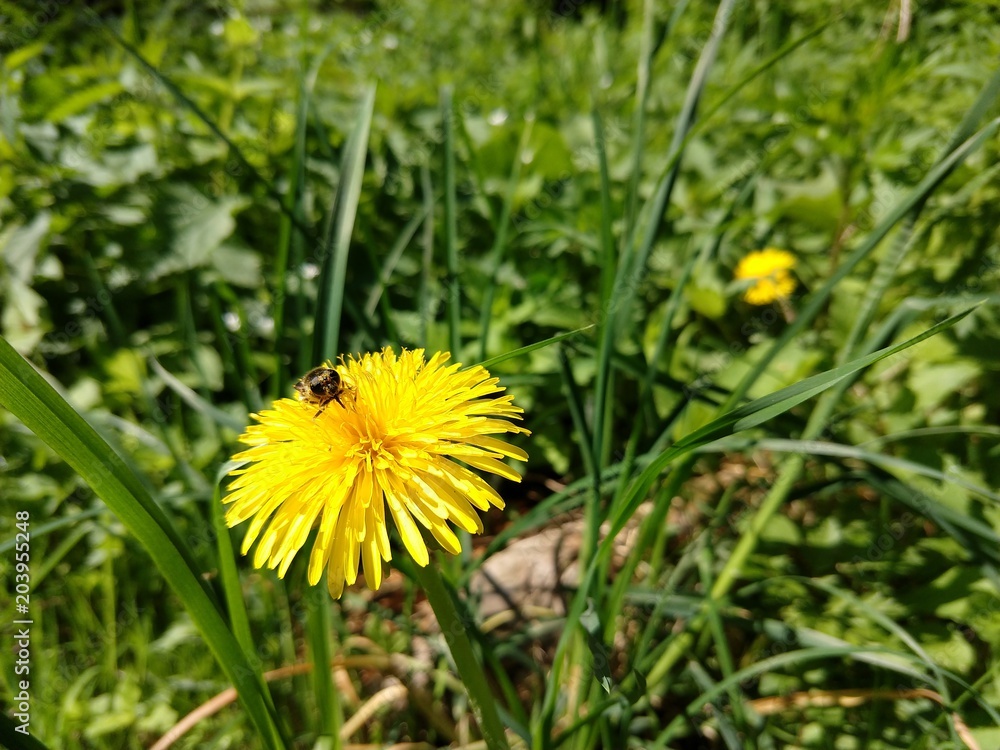 Hoverfly on a dandelion. Slovakia Hoverfly on a dandelion. Slovakia