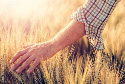Male farmer touching wheat crop ears in field