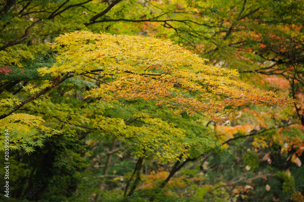 Beautiful autumn background,maple foliage in japan