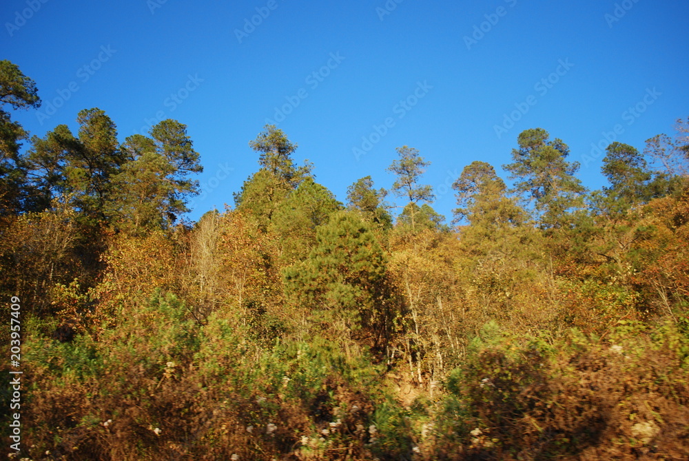 bosque bosque