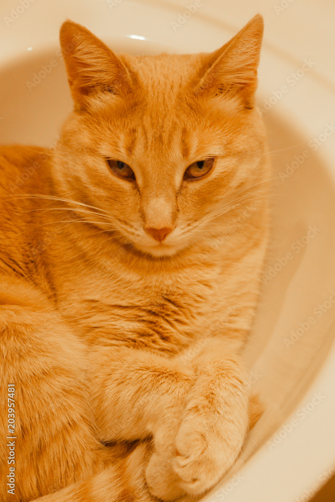 Взгляд рыжего кота