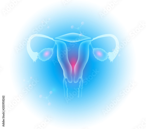 Female reproductive organs uterus and ovaries beautiful transparent design