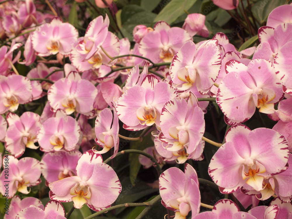 close up beautiful pink flowers in the garden close up beautiful pink flowers in the garden