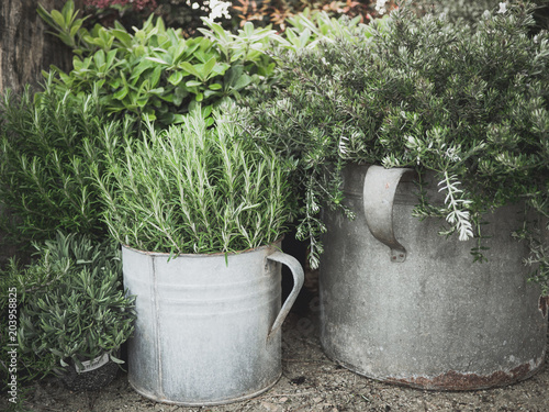 aromatic erbs in old jars photo