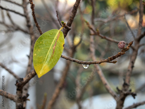 single green leave on tree