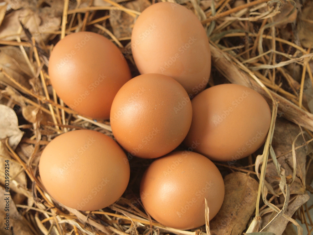 Chicken eggs on dry grass