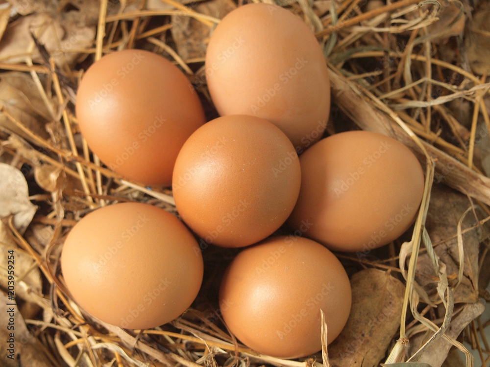 Chicken eggs on dry grass Chicken eggs on dry grass