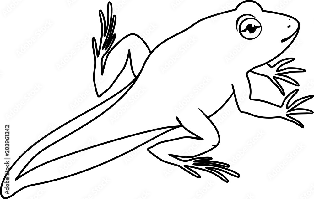 Coloring page. Young frog with tail