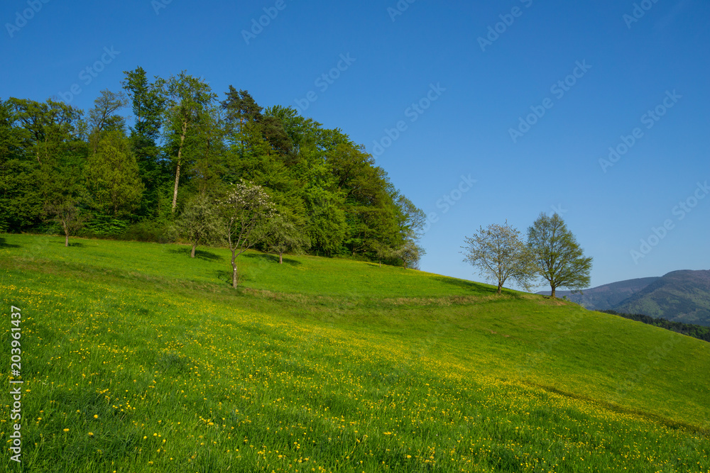 Germany, Yellow meadow and green trees in springtime in black forest