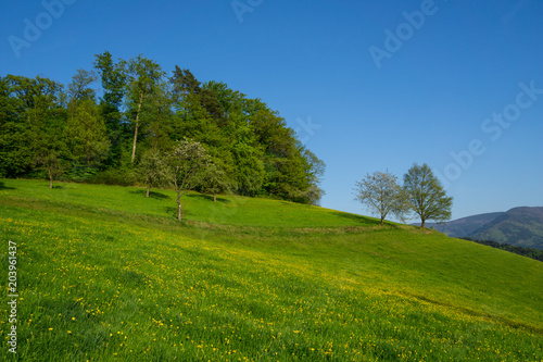 Germany, Yellow meadow and green trees in springtime in black forest