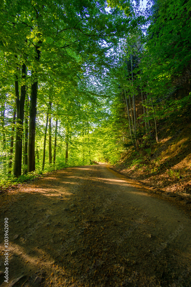 Germany, Mystic green  nature road through black forest nature landscape