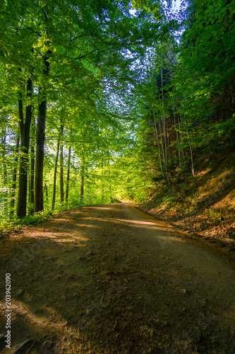 Germany, Mystic green nature road through black forest nature landscape