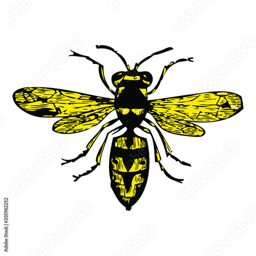 Hornet - Bee
