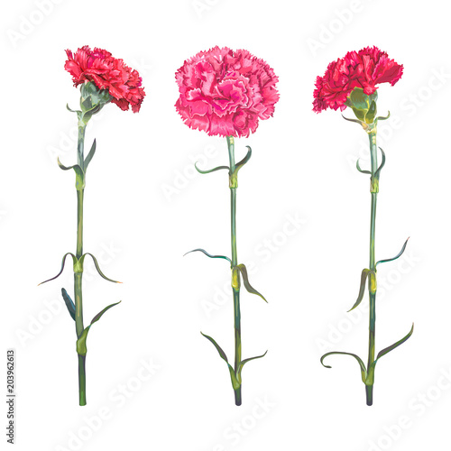 Red Carnation is a symbol of victory, mothers love. Set of three realistic colors isolated on white background. Vector illustration, EPS10 Format.