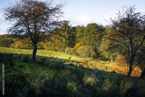 Autumn landscape with a deer at a distance