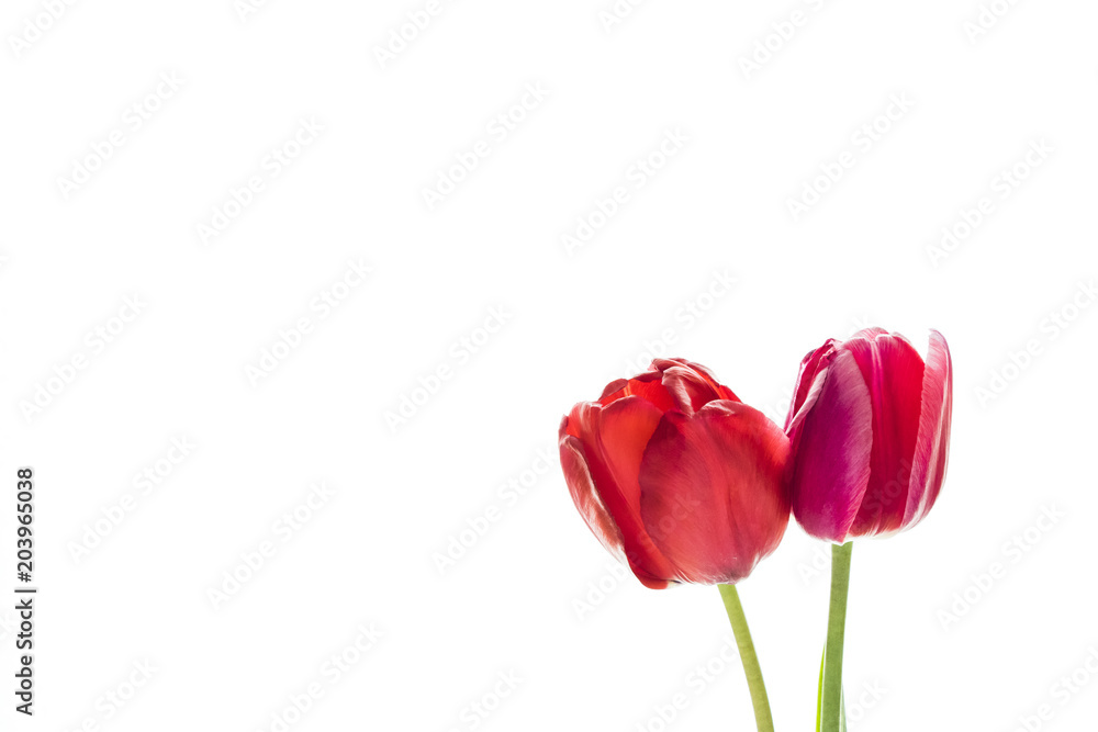 Tulip flowers on white background with space for your text. Tulip flowers on white background with space for your text.