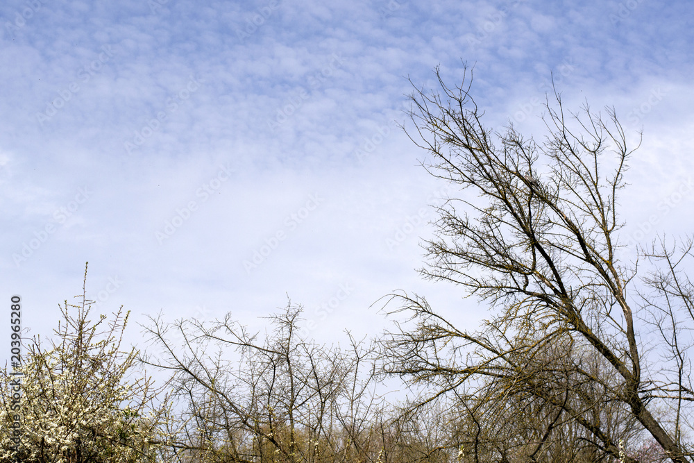 Branches of trees against the blue sky. Beautiful green park on the sky background. Branches of trees against the blue sky. Beautiful green park on the sky background.