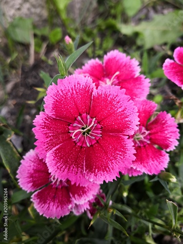 Œillets de poètes roses